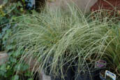 Frosty Curls Carex